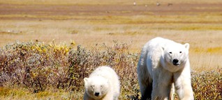 Öko-Lodge in Kanada: Reich mir die Tatze, Eisbär - SPIEGEL ONLINE