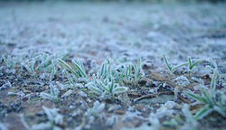 Frozen Grass... (Photo)