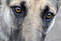 Unterwegs mit Schimmelhund Fite: Der Spezialist für Feuchtgebiete - Unterwegs mit Schimmelhund Fite