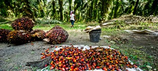 Billiges Palmöl teuer erkauft?