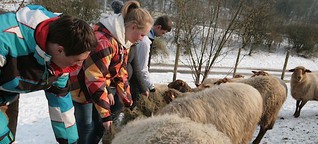 BioScha(r)f: Reichshofer Schüler verkaufen Pilze und züchten Schafe