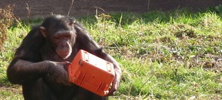 Schimpansen werden im Zoo zu Amateurfilmern