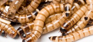 Umweltfreundlich: Mehlwürmer statt dickes Schnitzel - Natur & Umwelt - Artikel Magazin