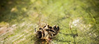 NGOs: Bayer verheimlicht tödliche Wirkung von Pestiziden auf Bienen