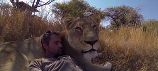Artensterben: Auf Kuschelkurs mit dem Löwenrudel