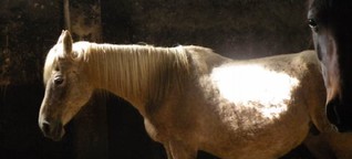 Tierschutz: Hungrige Pferde 