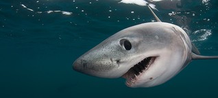 Fotostrecke: Meilenstein für den weltweiten Hai-Schutz