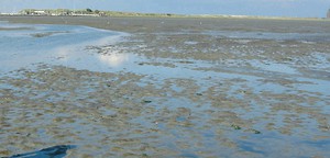 Wattenmeer: Frag' nach beim Muschelfischer - Reise - Welt - Tagesspiegel