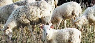 Schafe und Ziege sollen als -Landschaftsgärtner- wieder die Arbeit aufnehmen
