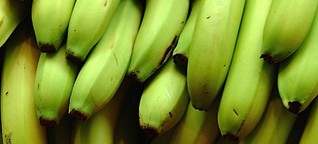 Leistungsschutzrecht: Gesetze wie Bananensoftware - sollen bei den Anwendern reifen. Na, Danke!