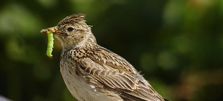 Biologen warnen: Pflanzenschutzmittel lassen Vögel verhungern