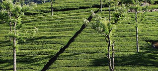 Lebensmittel: Untersuchung findet Pestizide in Tee