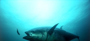 Deepwater Horizon: Rohöl löst Herzversagen bei Thunfischen aus | SPIEGEL ONLINE