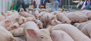 Mängel bei Tiertransporten: Grüne fordern strengere Kontrollen