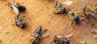 Bienensterben: Pestizide haben keinen wirtschaftlichen Nutzen