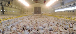 Vorwürfe gegen Geflügelfirma Wiesenhof - Qualen auf dem Hühnerhof