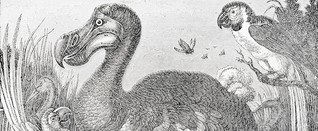 Wissenschaftler lassen den Dodo als virtuelles 3D-Modell auferstehen