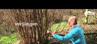 Besser gärtnern mit Dehner - Gehölze im Frühjahr schneiden
