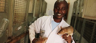 Pelzige Laboranten: Tuberkulose-Spürratten aus Tansania