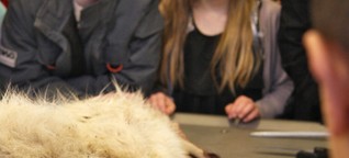 In Denmark, Animal Dissections at Museums Draw Student Crowd