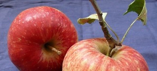 Apfelsorten - was wächst in meinem Garten? - Artikelmagazin