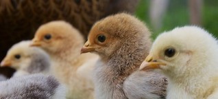 Tierschutz: Warum Brütereien weiter massenhaft Küken töten dürfen - WiWo Green
