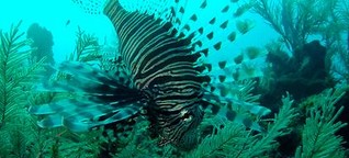 From reef to plate - Belize combats the lionfish 