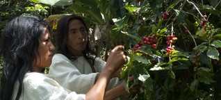 Fairtrade in Kolumbien: Jede Bohne ein Stückchen Land