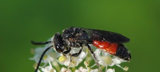 Artenschwund: Jede 10. europäische Bienenart vom Aussterben bedroht - WiWo Green