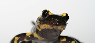 Bedroht ein exotischer Pilz Europas Salamander? - Spektrum der Wissenschaft