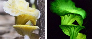 Biolumineszenz: Dieser Pilz knipst nicht umsonst das Licht an