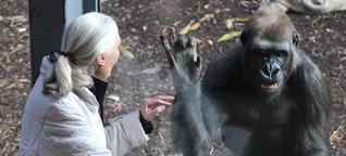 Als Jane Goodall den Affen Namen gab