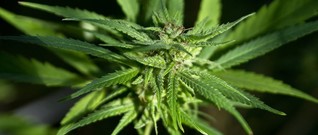 Cannabis-Handel: Der Hanfkönig