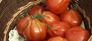 Tipps vom Tomatenprofi | MDR.DE