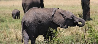 Versiegende Lebensadern: Kenianische Nationalparks trocknen aus 