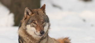 Schweden kämpft um die Wolfsjagd