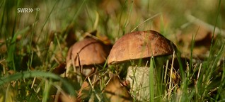 Gut zu Wissen: Heimische Pilze | Startseite | Landesschau Baden-Württemberg