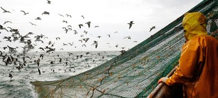 Überfischung: Wir essen die Weltmeere leer