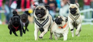 Möpse und Bulldoggen laufen «schneller als Sprinter Usain Bolt»