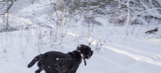 Labrador jagt Feldhasen von Ingo Gerlach