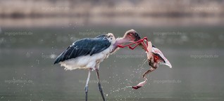 Marabu kills Flamingo von Ingo Gerlach
