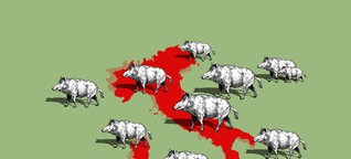 Das Wildschwein pflügt die Toskana um - nun blasen Politiker zum Halali