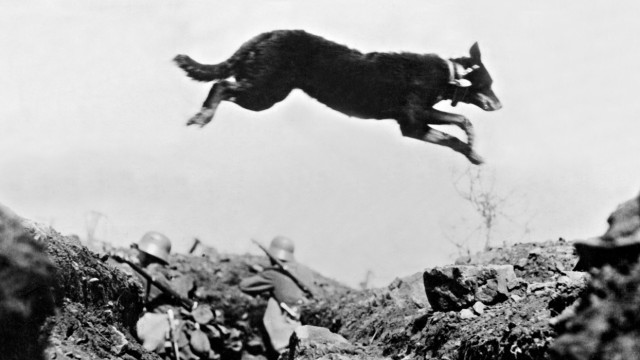 Tiere im Ersten Weltkrieg:
Wie Front-Hund Stubby zum Helden wurde 