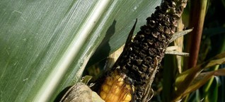 Trockenheit lässt Maisbauern verzweifeln