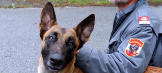 Polizeihund: Früherziehung statt Stachelhalsband?
