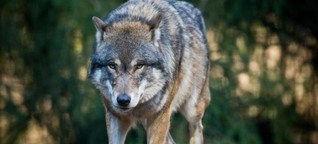 Der Wolf wird wieder fest zu Bayern gehören - Bauern in Sorge