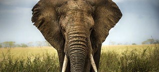 Elefanten: Hotspots der Wilderei identifiziert