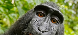 Affen: 10 Gründe, warum man Makaken einfach lieben muss