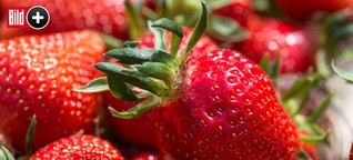 Erdbeeren | Das Geschäft mit der roten Frucht
