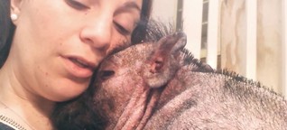 Dieses Video rührt zu Tränen: Frau singt verängstigtes Schweinchen in den Schlaf